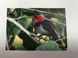 Kenalan dengan Spesies Baru Burung Iriana Jokowi di TMII