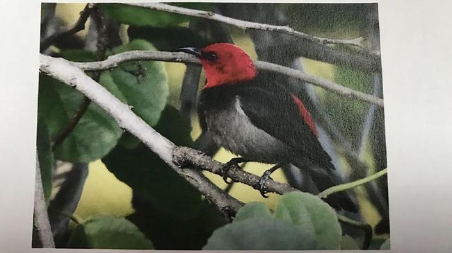 Peneliti LIPI menemukan burung spesies baru di Pulau Rote. Menteri Lingkungan Hidup dan Kehutanan minta izin Presiden Jokowi untuk menamainya Iriana.