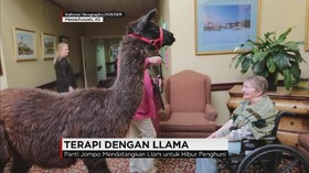Panti Jompo Gunakan Llama untuk Program Terapi Penghuni