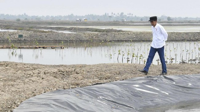 Presiden Jokowi menargetkan rehabilitasi 34 ribu hektare hutan bakau atau mangrove sepanjang 2021. Kebijakan ini merespons antisipasi perubahan iklim global.