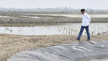 Respons Iklim Global, Jokowi Targetkan 34 Ribu Ha Mangrove