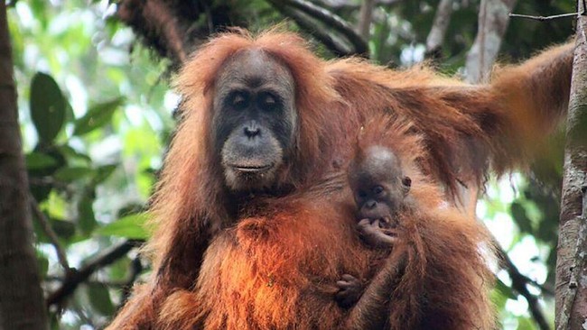 Sekelompok kecil orangutan spesies baru ditemukan di hutan Batang Toru, Tapanuli Selatan. Namun, kondisi populasinya terancam punah.