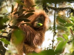 Bangkai Orangutan Tapanuli Ditemukan di Tumpukan Kayu Banjir di Tapteng