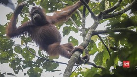 VIDEO: Sulitnya Meneliti Orangutan