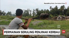 VIDEO: Lantunan Suling Penakluk Kerbau dari Sumatera Utara