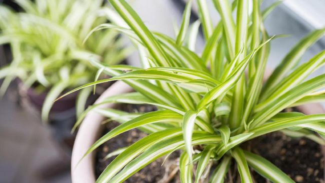 5 Tanaman Hias Daun Yang Murah Bikin Halaman Rumah Bunda Makin Cantik