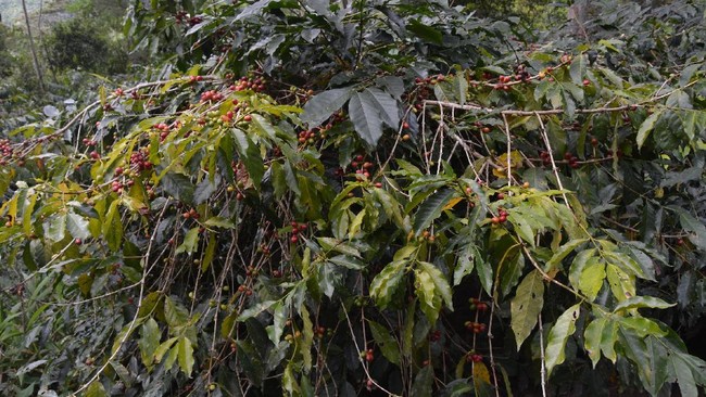 Suku Mee di Dogiyai, Papua, menanam kopi jenis arabica yang ternyata lebih dikenal di luar negeri ketimbang di negeri sendiri. Yuk kenali lebih dekat kopi ini.