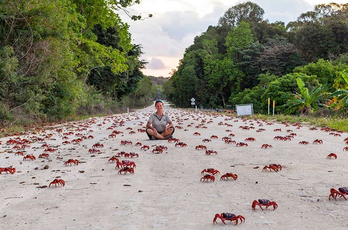 kepiting Christmas Island kepiting Christmas Island