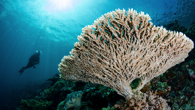 Wakatobi Wave Suguhkan Paduan Wisata Bahari dan Budaya
