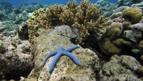 Jawara Dive Travel Award 2017, Menpar Banjir Ucapan Selamat