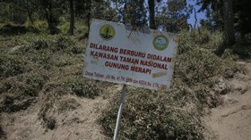 Erupsi Gunung Merapi Ancam Habitat 12 Jenis Mamalia