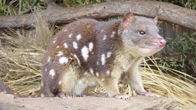 Mengenal Quoll, Karnivora Berkantung dari Papua