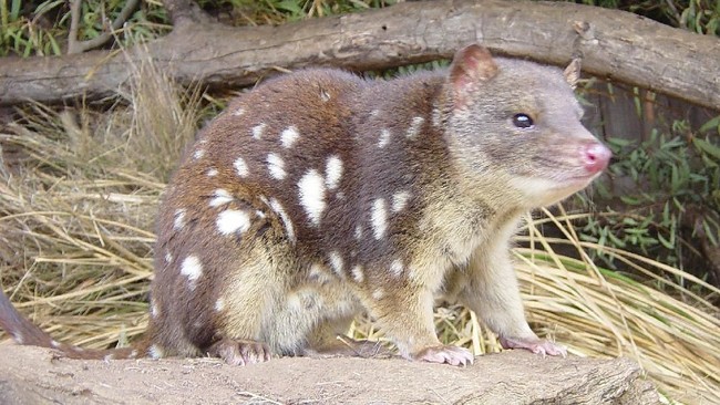 Ciri mamalia endemik Papua adalah berkantung. Salah satunya adalah quoll dan quoll termasuk mamalia berkantung sekaligus pemakan daging.
