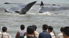 Ratusan Mamalia Laut Terdampar di Indonesia Setiap Tahun