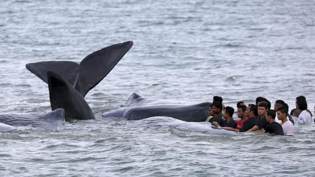Nelayan di Thailand menemukan muntahan paus yang nilainya ditaksir mencapai Rp17 miliar.