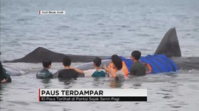 Diduga Terseret Arus, 10 Paus Terdampar