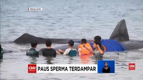 VIDEO: Paus Sperma Terdampar di Aceh