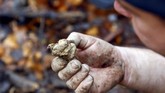 FOTO: Berburu Jamur Truffle Putih di Italia Berkat bantuan anjing piaraannya, seorang pemburu jamur menemukan jamur truffle putih bernilai tinggi di hutan dekat Alba, barat laut Italia.