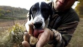 FOTO: Berburu Jamur Truffle Putih di Italia Berkat bantuan anjing piaraannya, seorang pemburu jamur menemukan jamur truffle putih bernilai tinggi di hutan dekat Alba, barat laut Italia.