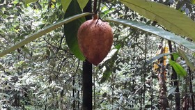 Mengenal Bedanya Pala dari Fakfak Papua