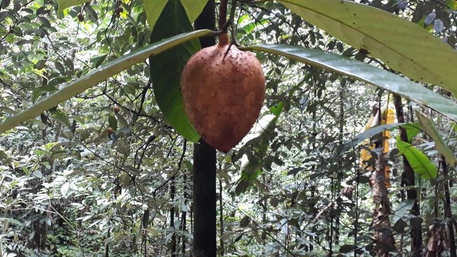 Mungkin kita selama ini mengenal Kepulauan Maluku sebagai penghasil pala. Tetapi ternyata, pala juga terdapat di Fakfak, Papua Barat.
