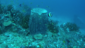 Atlet Freediving Dunia Mulai Terpikat Bawah Laut Sabang