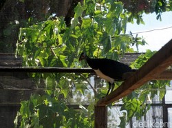 Hari Maleo Sedunia, Ini 7 Fakta Unik Burung Endemik Indonesia