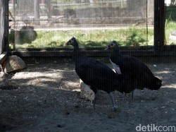 Maleo Tak Hanya Ada di Sulawesi, Papua pun Punya