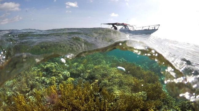 Pelni akan memberangkatkan minimal sepuluh penumpang dalam setiap pelayaran wisata bahari ke Wakatobi.