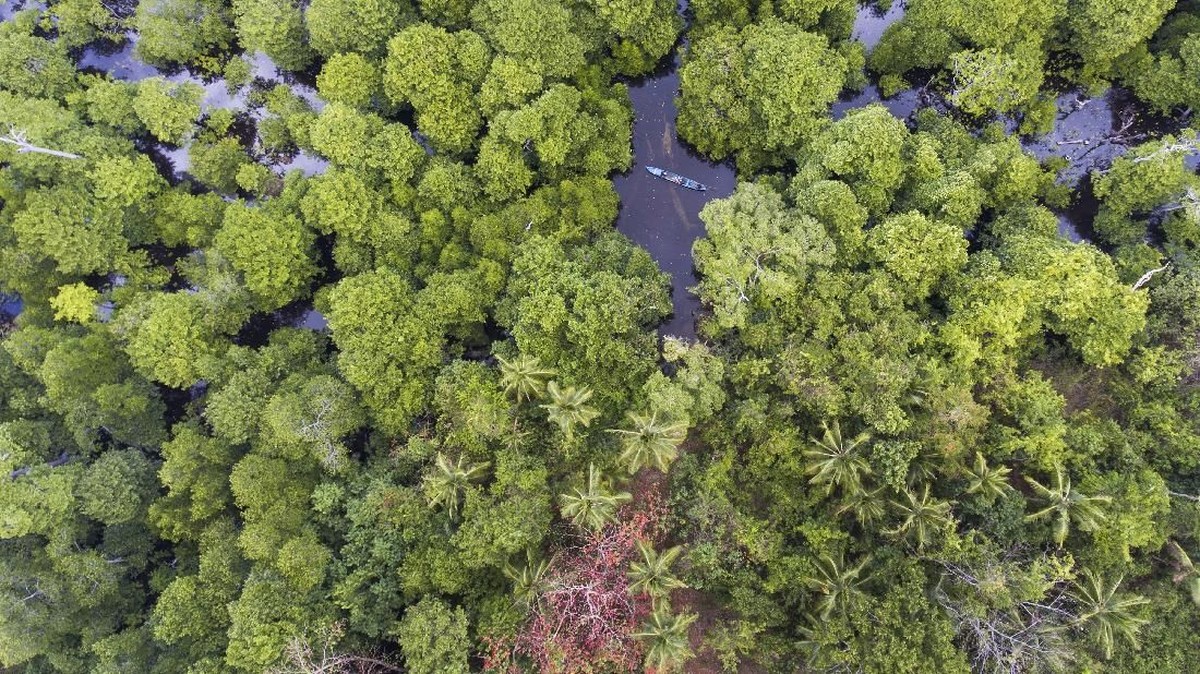 FOTO: Wakatobi Diantara Hamparan Laut dan Hutan Mangrove