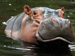 Berawal Dari Hidung Meler, Dua Kuda Nil Ini Ternyata Kena COVID-19