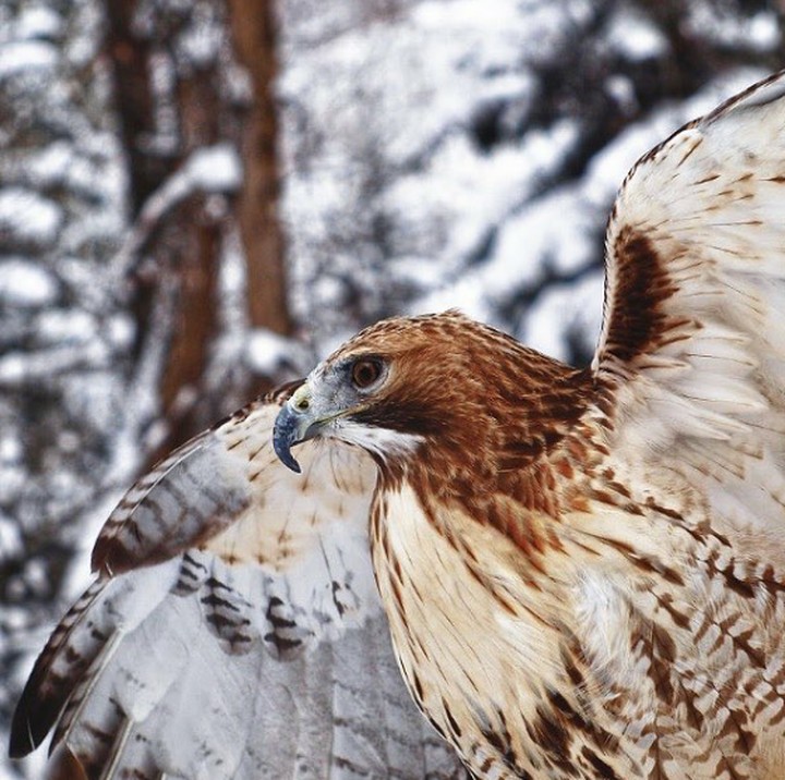 <p>Nyangka nggak kalau potret seekor burung elang lagi melebarkan sayapnya kayak gini diambil oleh anak-anak? ( Foto: Instagram @ifyougiveakidacamera)</p>