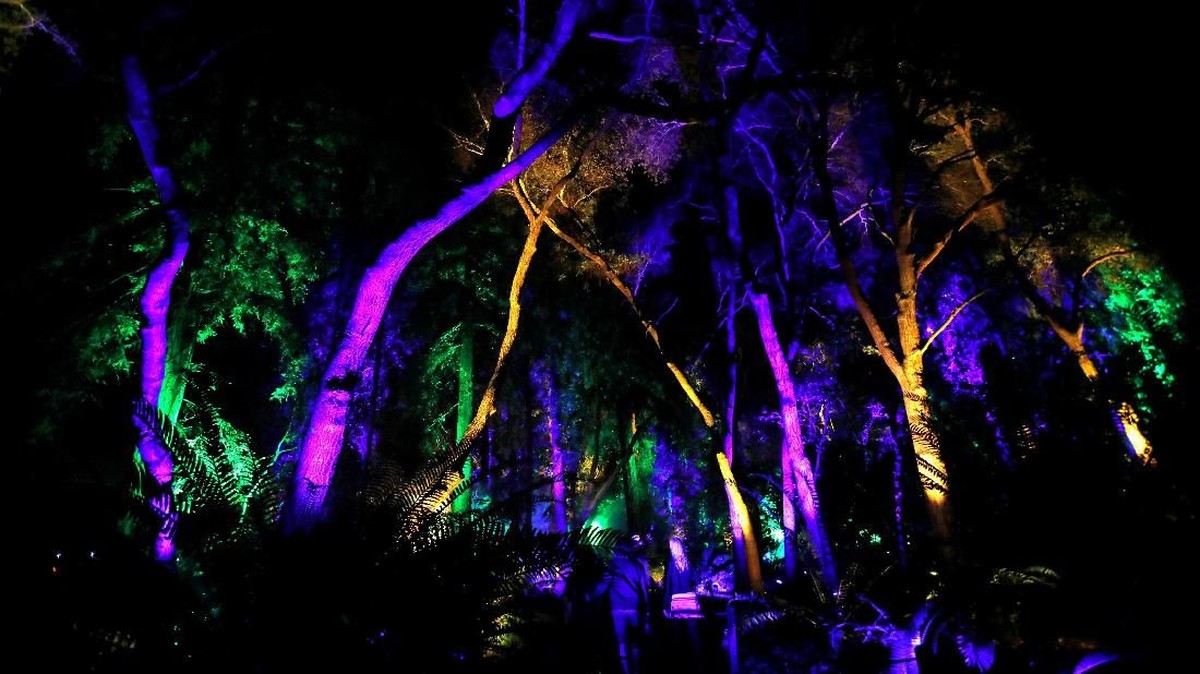 FOTO: Pesona Hutan Penuh Cahaya di California