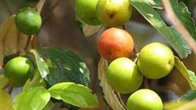 jujube