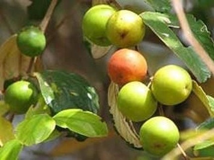 Resep Teh dari Buah Bidara yang Menyehatkan