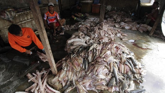 FOTO: Kengerian Perdagangan Hiu Ilegal di Jakarta