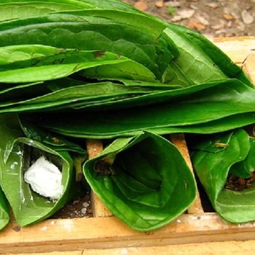 Tak Disangka, Tumbuhan yang Biasa Dikonsumsi Nenek Indonesia Ini Diburu China-Jerman