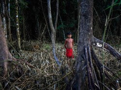 Hidup di Hutan Ribuan Tahun, Masyarakat Adat Amazon Tidak Ganggu Spesies