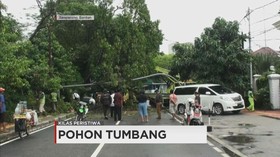 Kilas Peristiwa: Dari Uji Ilmu Kebal Hingga Pohon Tumbang