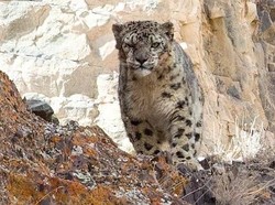 Belum Vaksin, Macan Tutul Salju Terinfeksi COVID-19