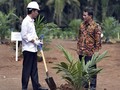 Mendesak, Pemerintah Mulai Program Peremajaan Sawit di Riau