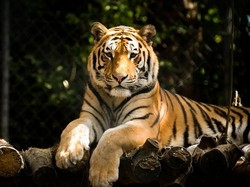 Polisi Tangkap Pelaku Perdagangan Kulit Harimau Sumatera di Riau