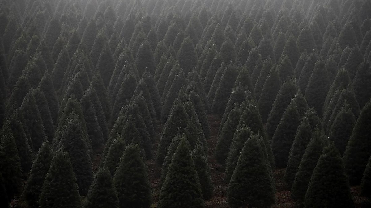 FOTO: 'Krisis' Pohon Natal di Amerika