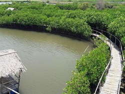 Kombinasi Mangrove dan Tanggul Laut Raksasa Jadi Solusi Banjir Rob Pantura