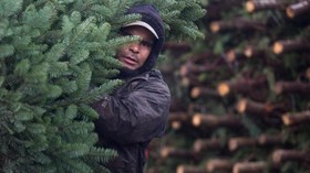FOTO: 'Krisis' Pohon Natal di Amerika