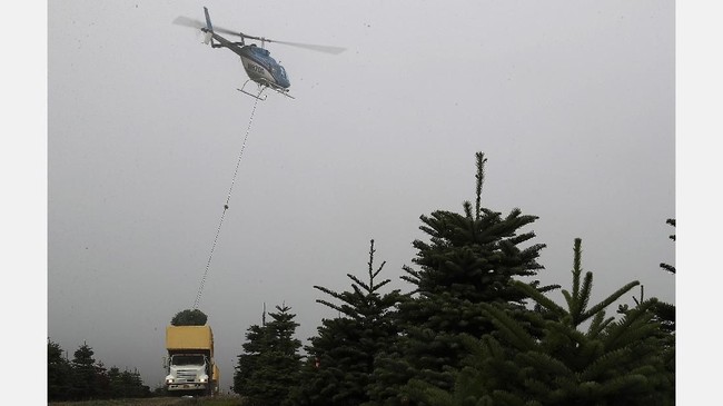 FOTO: 'Krisis' Pohon Natal di Amerika