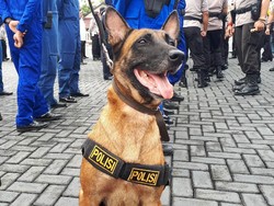 Gagal Unjuk Rasa, Demonstran Bayaran Semburat gegara Dikejar Anjing K-9