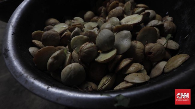 Buah jengkol yang dapat menimbulkan aroma tidak sedap ternyata digemari oleh warga di belahan dunia yang lain bahkan hingga ke Jepang.