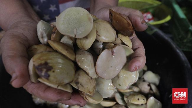 Kejengkolan adalah penyakit yang muncul karena terlalu banyak makan jengkol. Kenali cara mengatasi kejengkolan pada tubuh.
