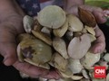 Cara Mengatasi Kejengkolan, Akibat Kebanyakan Makan Jengkol